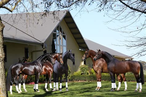 bloomfield warmblood stud.